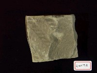 植物化石(世界爺屬)藏品圖，第3張